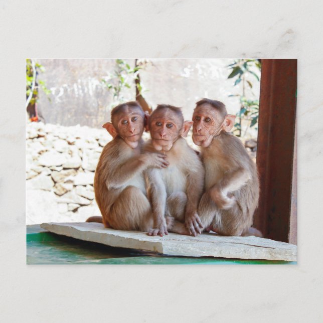 Three Monkeys Together Wildlife Postcard (Front)