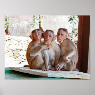 Three Monkeys Together Wildlife Poster
