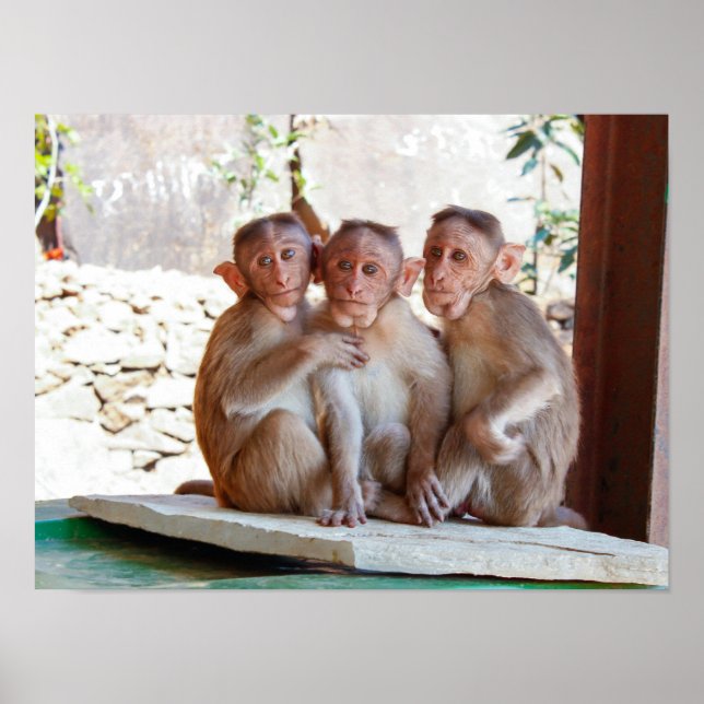 Three Monkeys Together Wildlife Poster (Front)