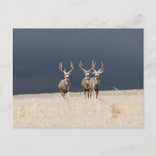 Three Mule Deer Bucks Postcard (Front)