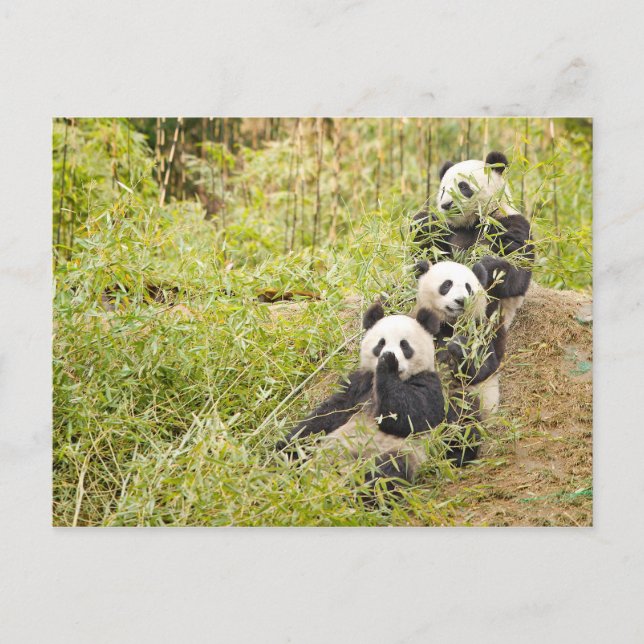 Three Munching Panda Cubs Personalizable Postcard (Front)