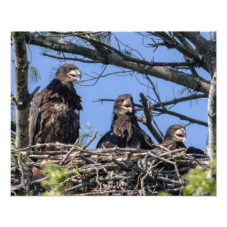 Three Of A Kind Photo Print