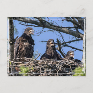 Three Of A Kind Postcard