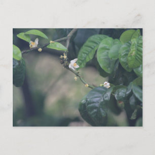Three Orange Blossoms Postcard