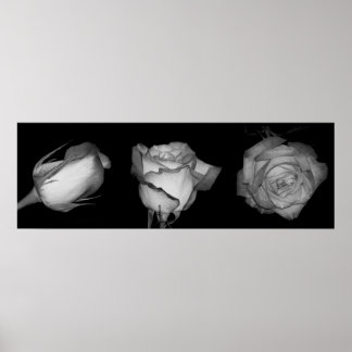 Three Orange-Yellow Rose Poster