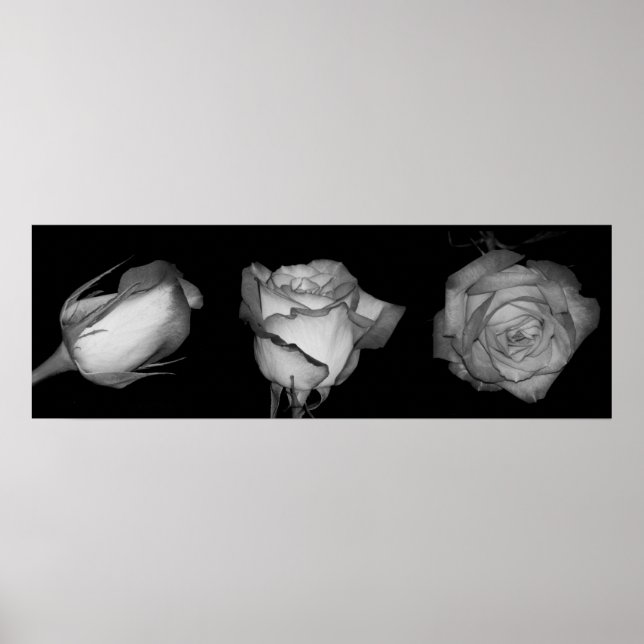 Three Orange-Yellow Rose Poster (Front)