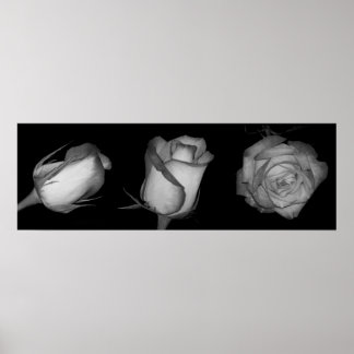 Three Orange-Yellow Rose Poster