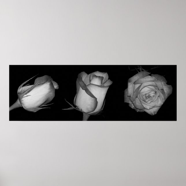 Three Orange-Yellow Rose Poster (Front)