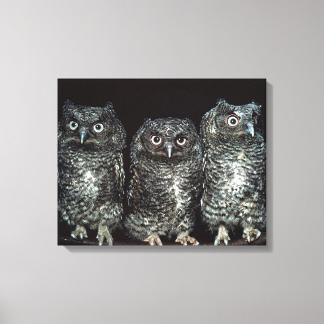 three owls canvas print (Front)