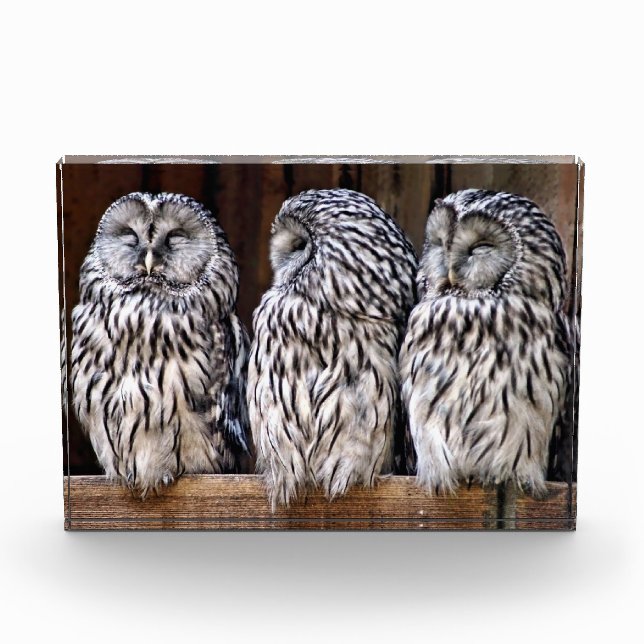 Three Owls Photo Block (Front)