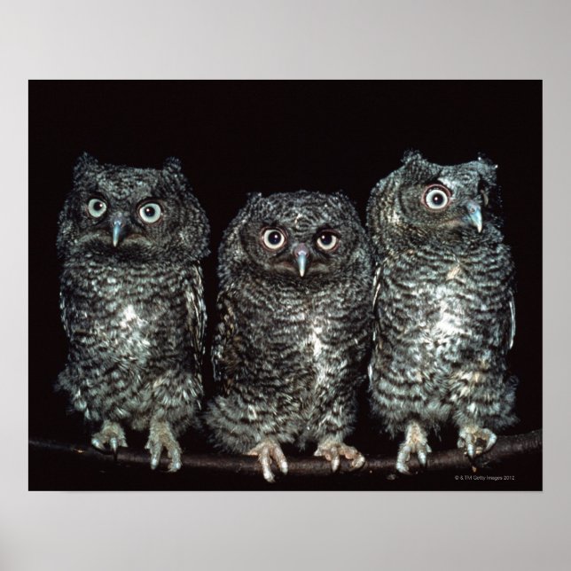 three owls poster (Front)