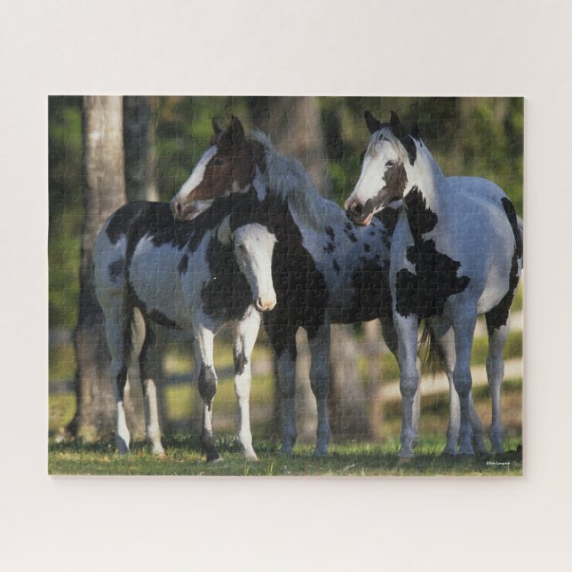 Three Paint Horses Standing Together Jigsaw Puzzle (Horizontal)