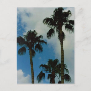 Three Palms Postcard