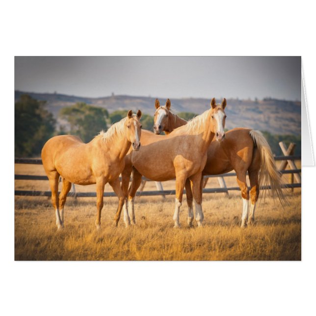 Three Palomino Ponies (Front Horizontal)