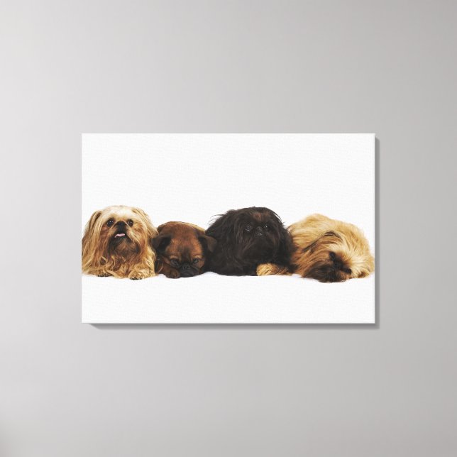Three Pekingese dogs and single Pug lying down Canvas Print (Front)