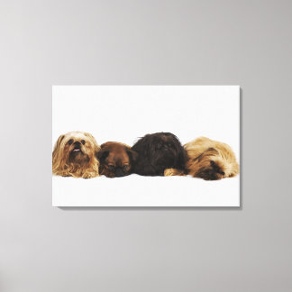 Three Pekingese dogs and single Pug lying down Canvas Print