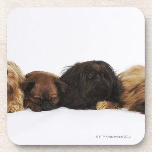 Three Pekingese dogs and single Pug lying down Coaster