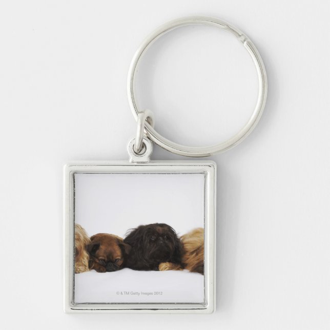 Three Pekingese dogs and single Pug lying down Key Ring (Front)