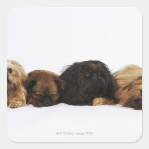 Three Pekingese dogs and single Pug lying down Square Sticker