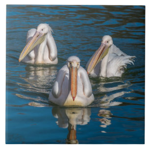 Three pelicans ceramic photo tile