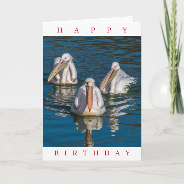 Three pelicans up close birthday card (Front)