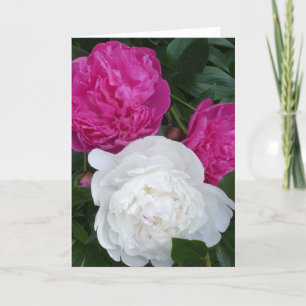 Three peonies notecard