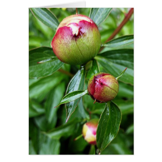 Three peony buds (Front)