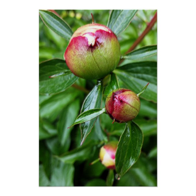 Three peony buds poster (Front)