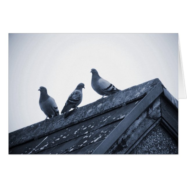 Three Pigeons on a Roof (Front Horizontal)