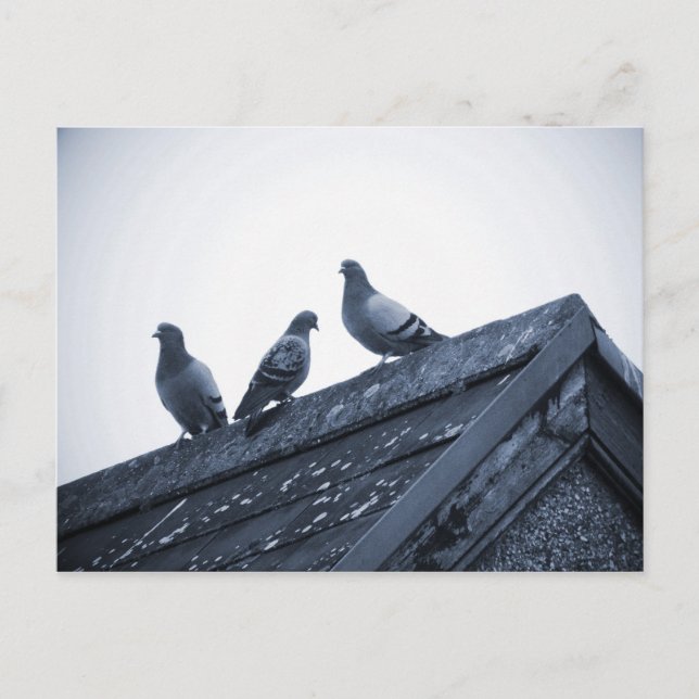 Three Pigeons on a Roof Postcard (Front)