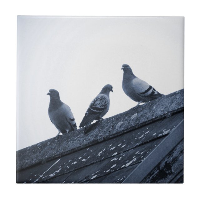 Three Pigeons on a Roof Tile (Front)