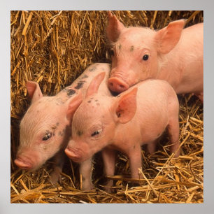 three piglets poster