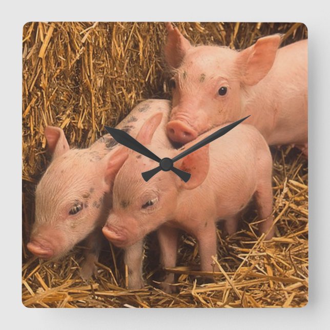 three piglets square wall clock (Front)