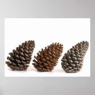 Three pinecones poster