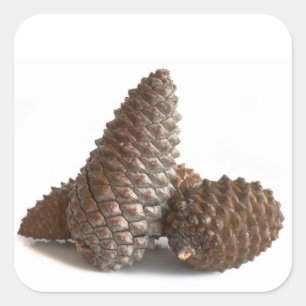 Three pinecones square sticker