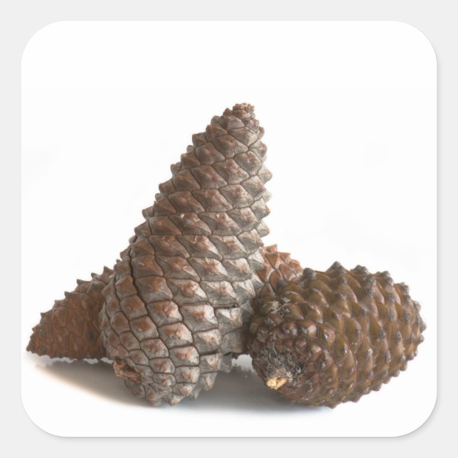 Three pinecones square sticker (Front)