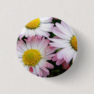 Three pink and white daisies 3 cm round badge