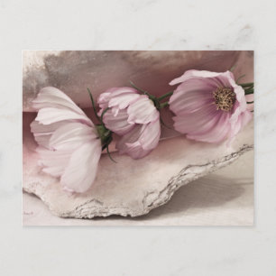 Three Pink Cosmos Postcard