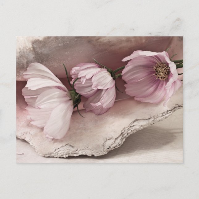 Three Pink Cosmos Postcard (Front)