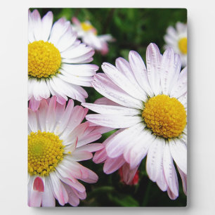 Three pink daisies plaque