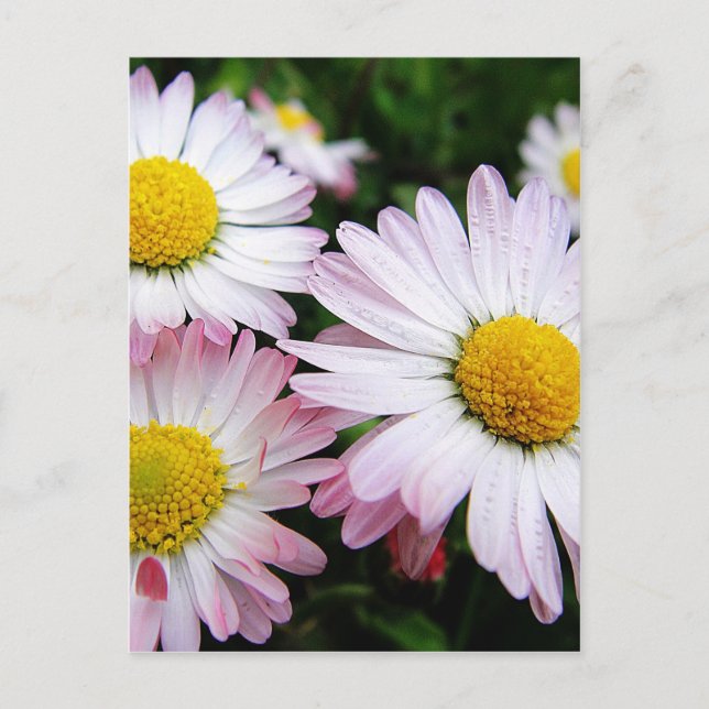 Three pink daisies postcard (Front)