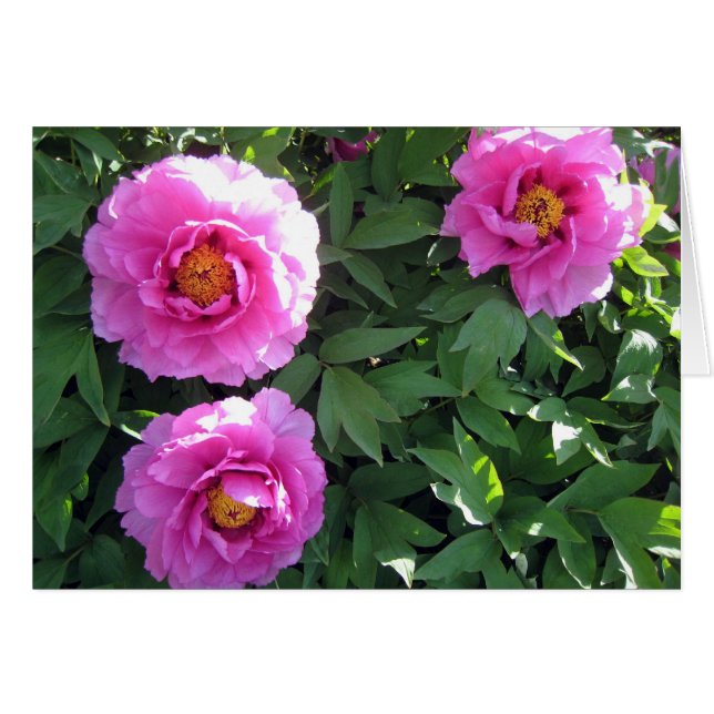 Three Pink Peonies (Front Horizontal)