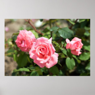 Three Pink Rose Poster