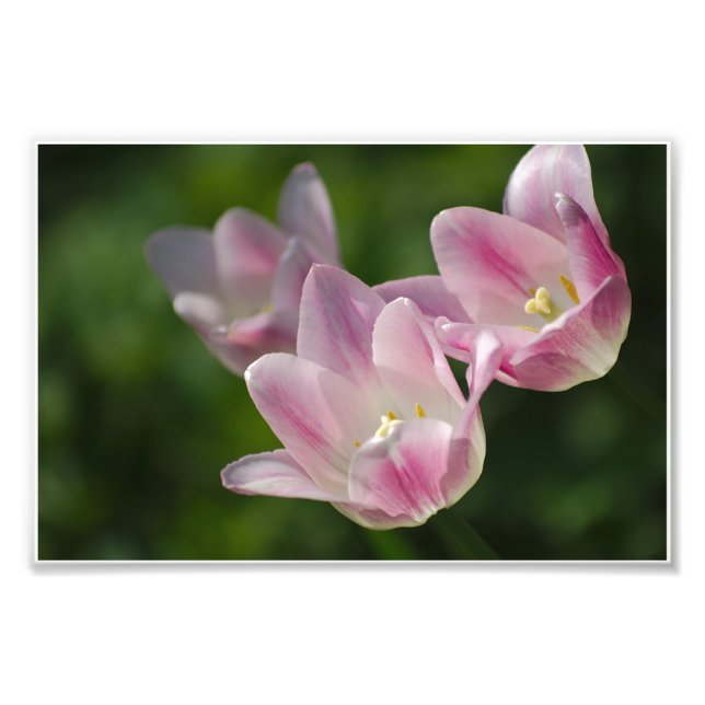 Three pink tulips photo print (Front)