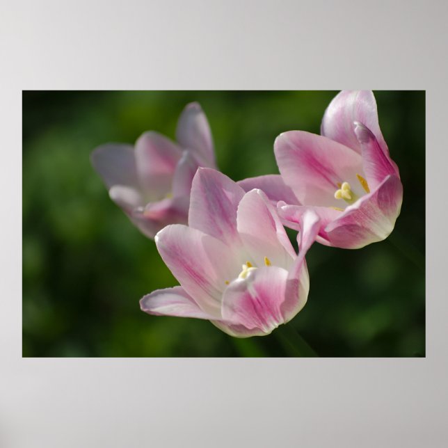Three pink tulips poster (Front)