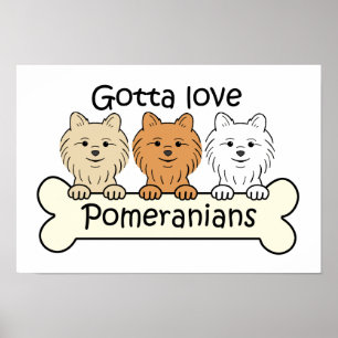 Three Pomeranians Poster