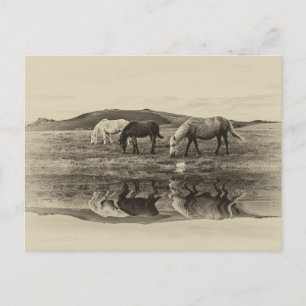 Three pony`s postcard