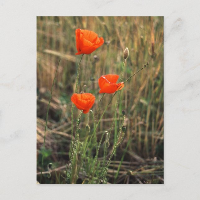 Three Poppies | Postcards (Front)
