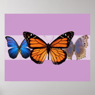 Three Pretty Butterflies Print