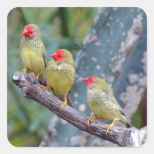 Three pretty green finches square sticker